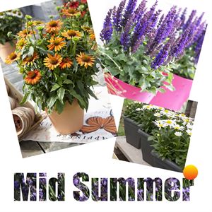 Afbeelding van Midsummer P19 Divers
